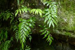 Asplenium lepidotum. Mature plant growing on a rock outcrop. 
 Image: L.R. Perrie © Leon Perrie CC BY-NC 3.0 NZ